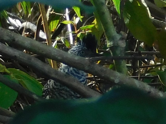 Barred Antshrike - ML645403119