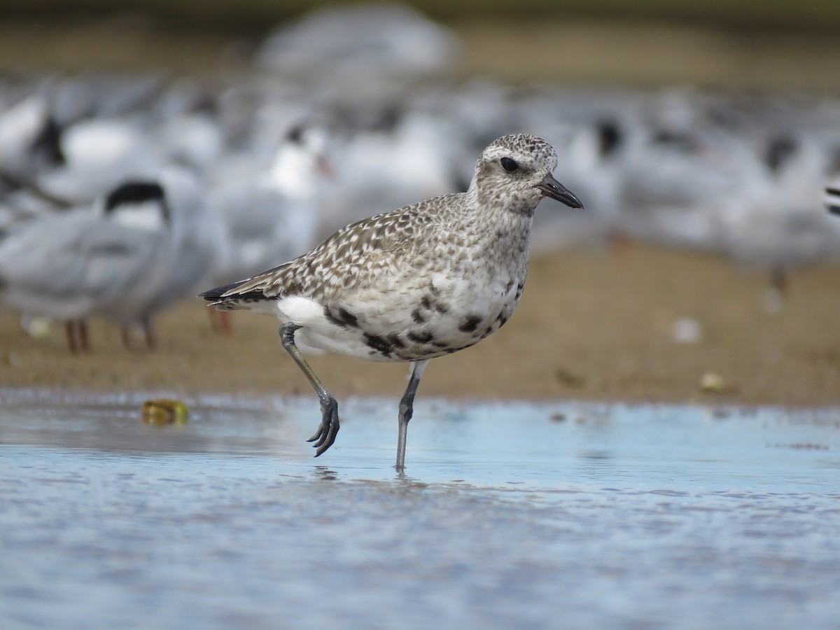 חופזי מנומר - ML645403121