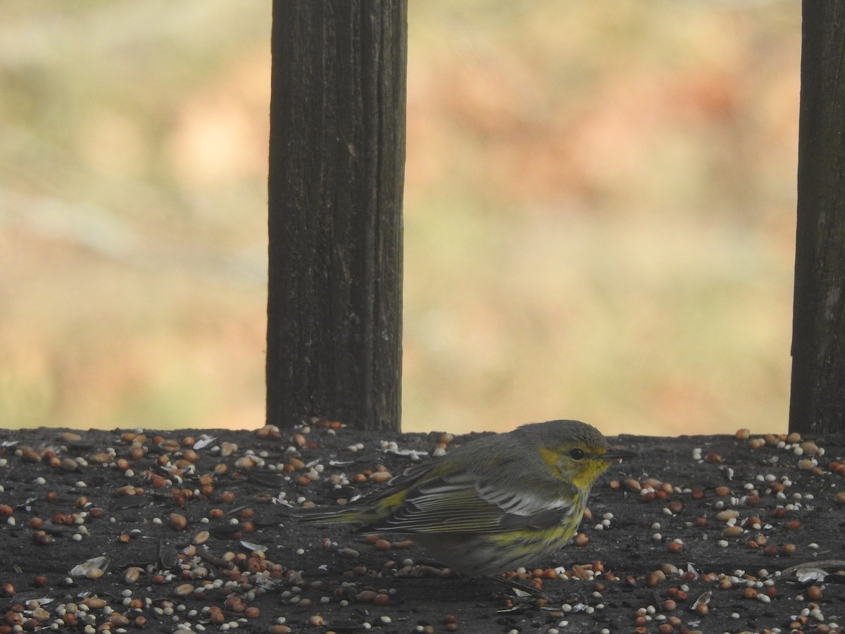 Cape May Warbler - ML645403130