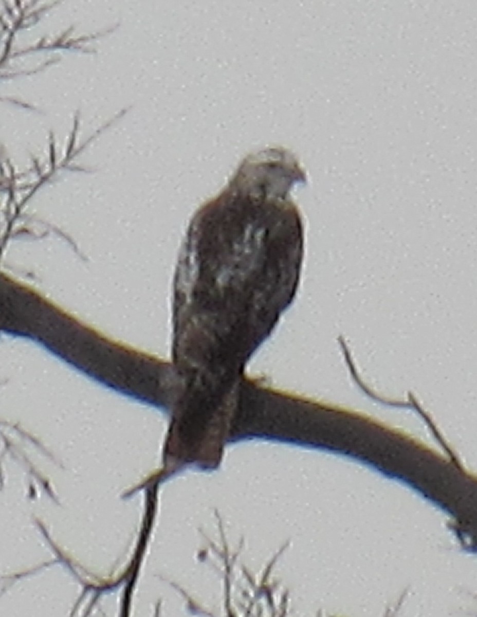Red-tailed Hawk (Krider's) - ML645403132
