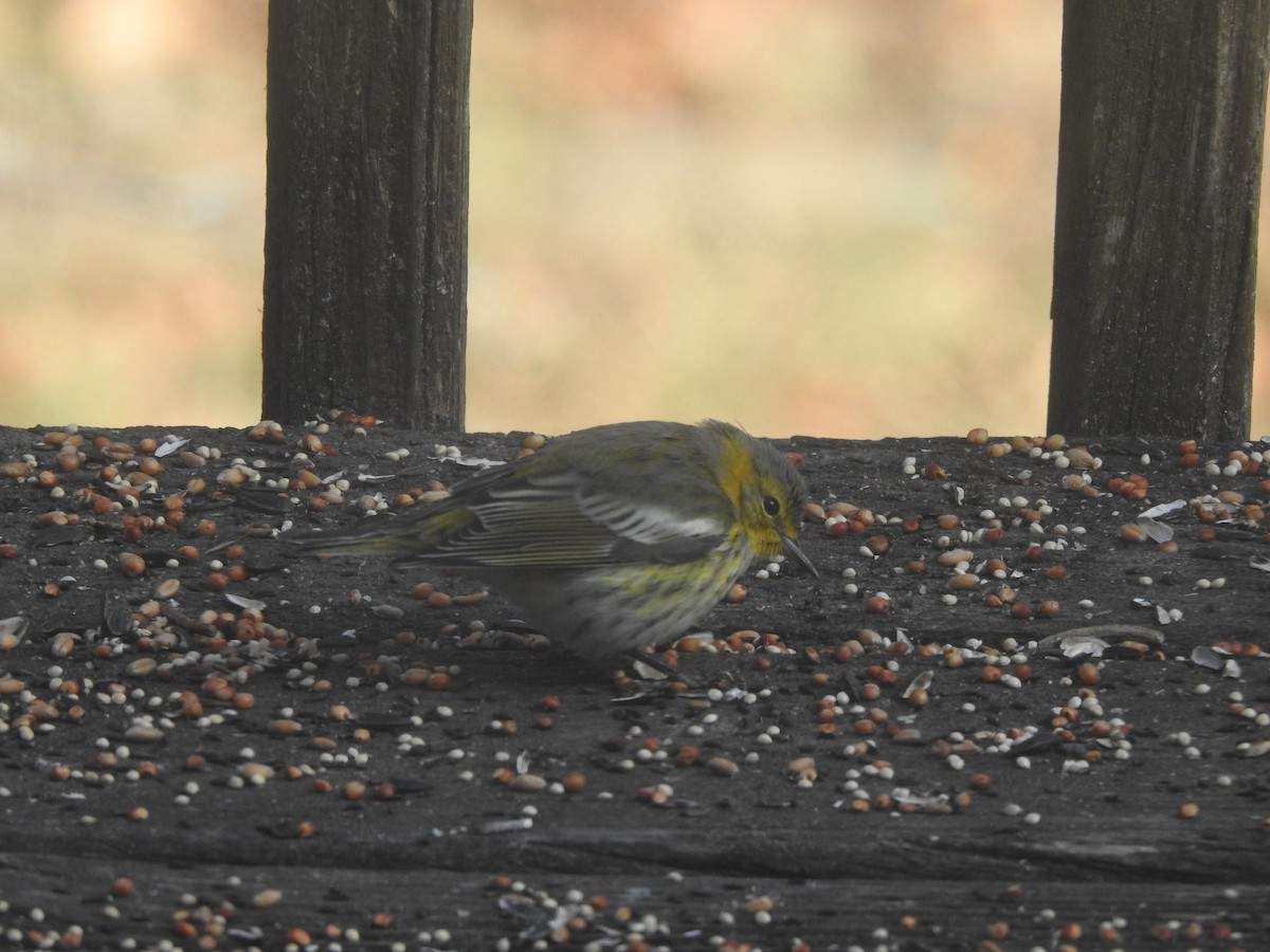Cape May Warbler - ML645403144