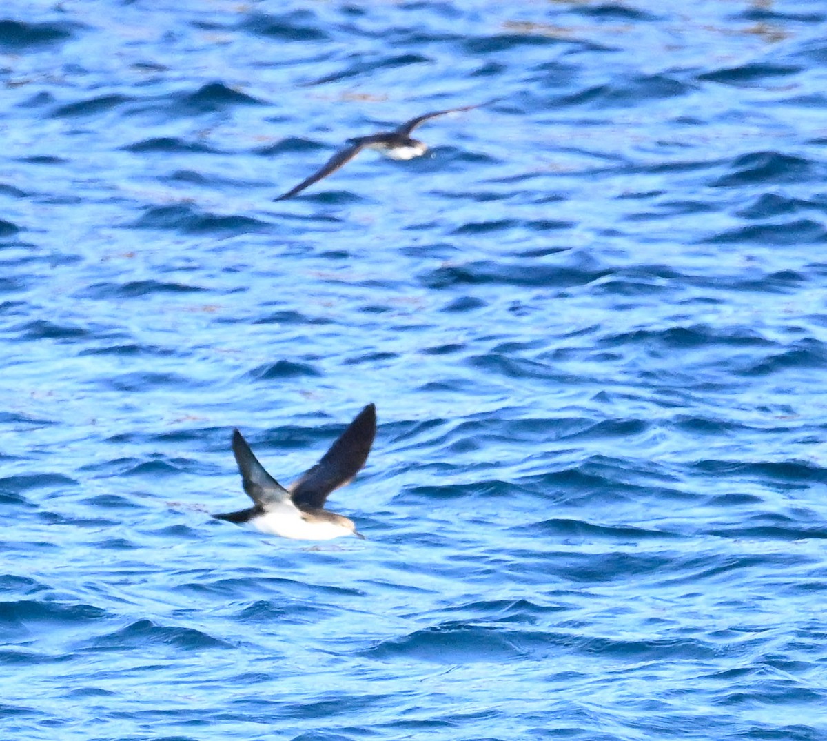 buřňák galapážský - ML645403146