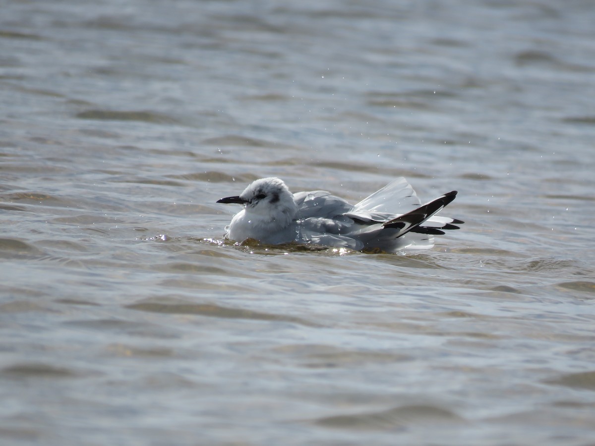 Bonaparte's Gull - ML645403147