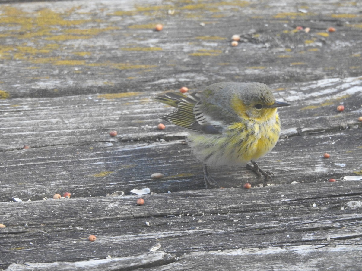 Cape May Warbler - ML645403152