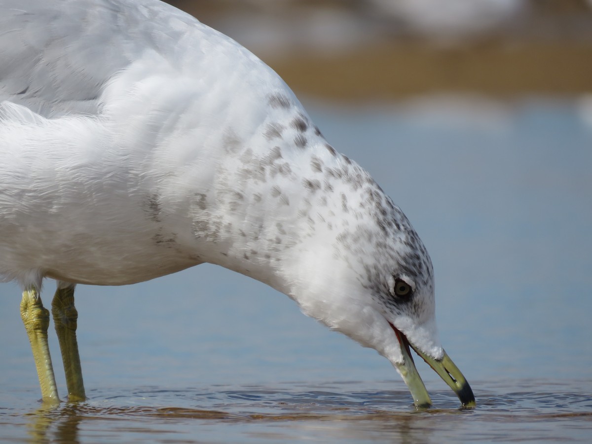 Ring-billed Gull - ML645403157