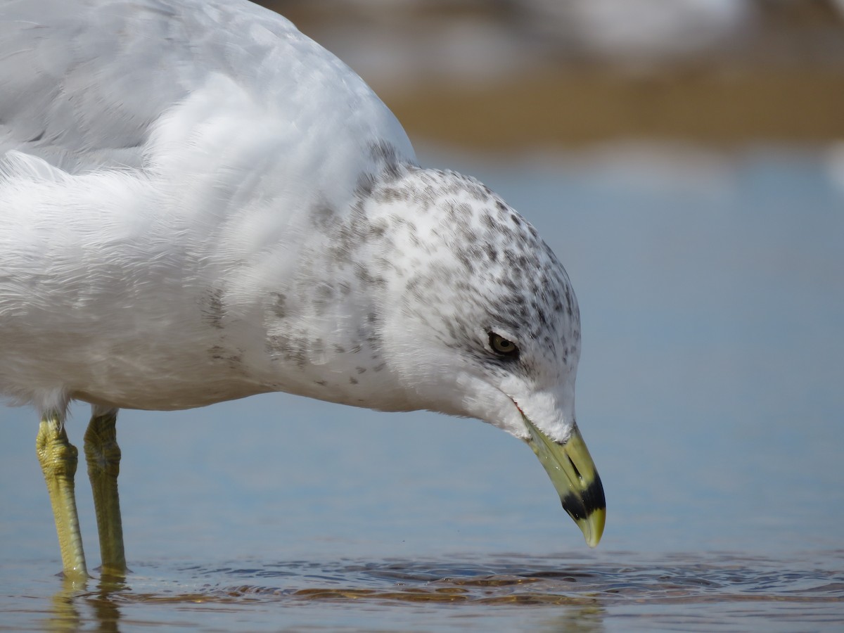 Ring-billed Gull - ML645403164