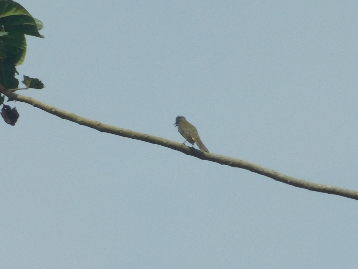 Gray-capped Flycatcher - ML645403168