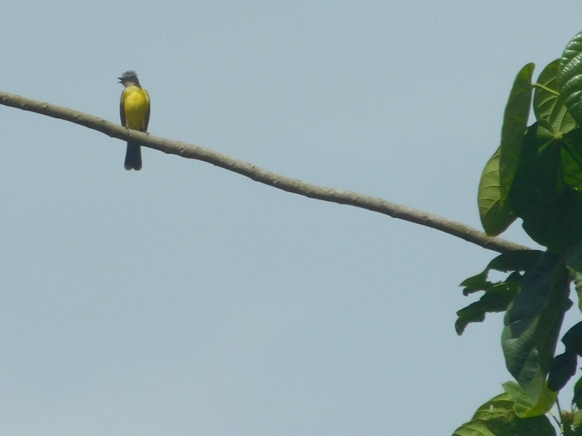 Gray-capped Flycatcher - ML645403169