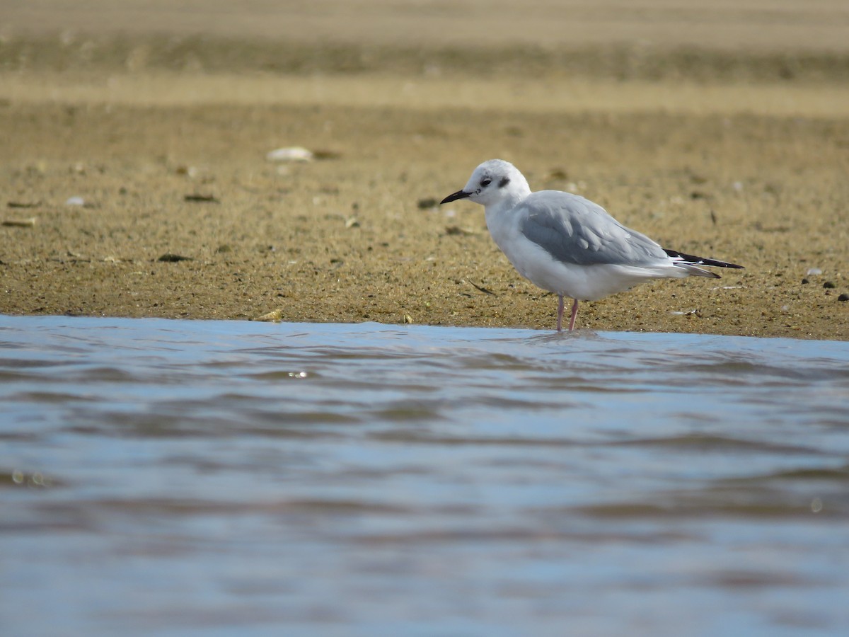 Bonaparte's Gull - ML645403172