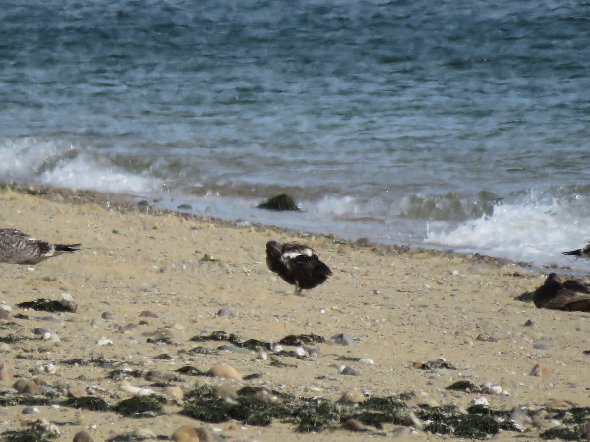 Common Eider - ML645403185