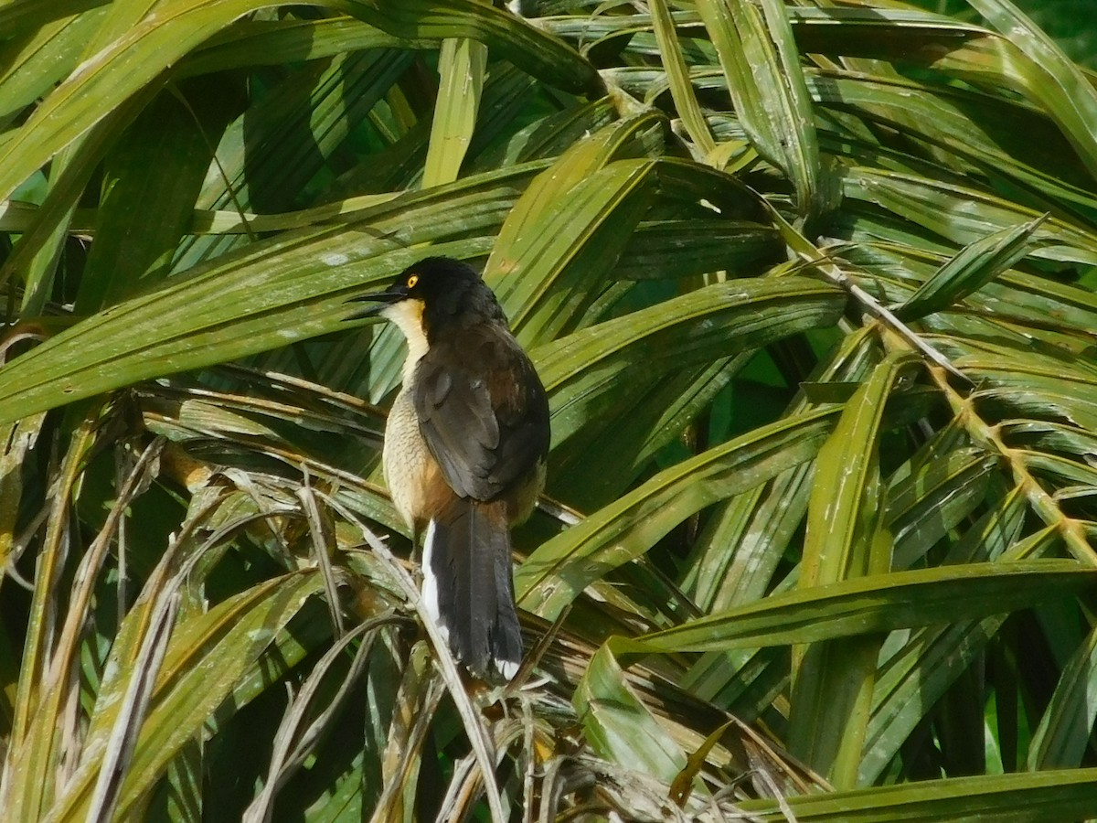 Black-capped Donacobius - ML645403194