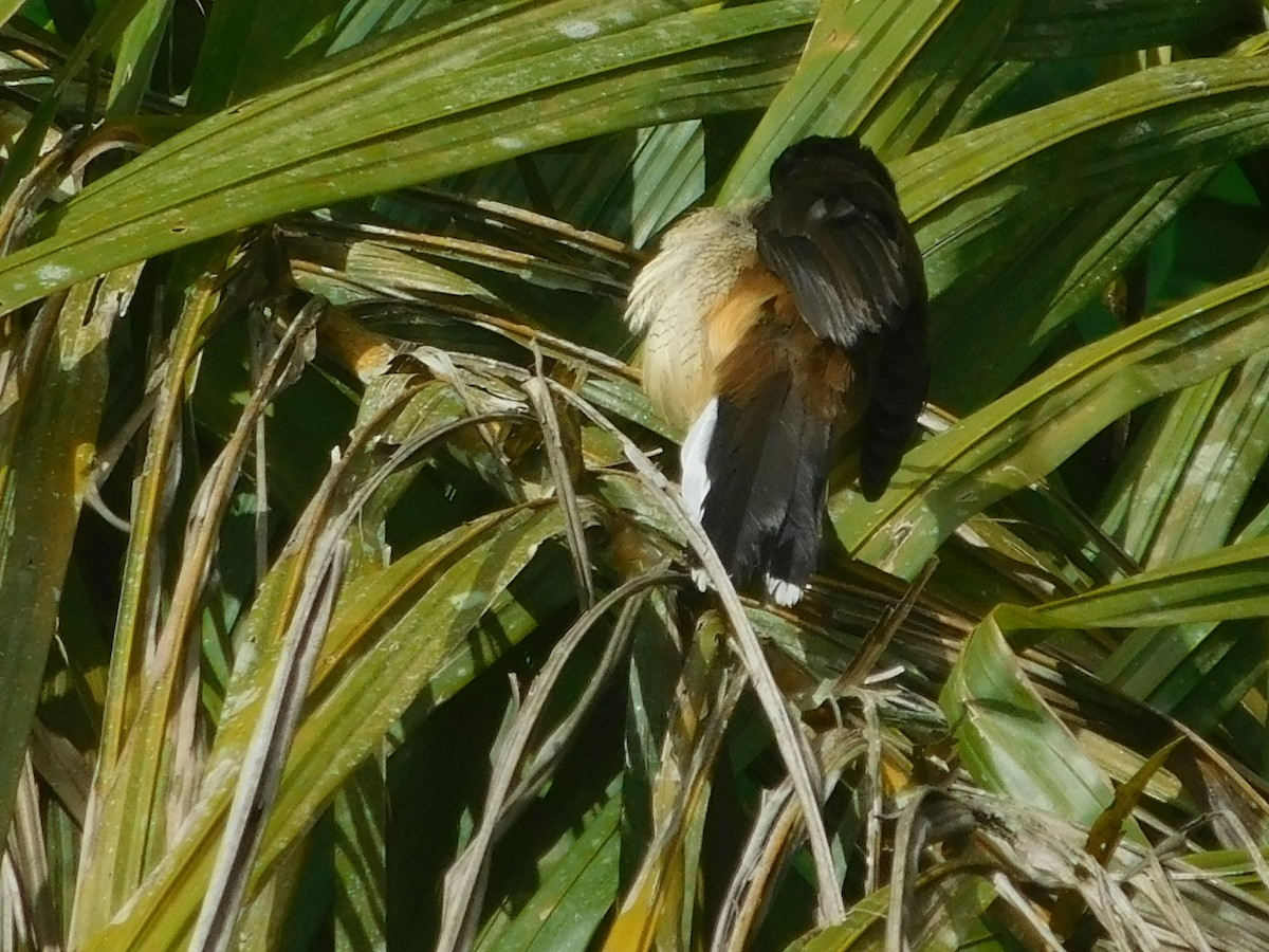 Black-capped Donacobius - ML645403195