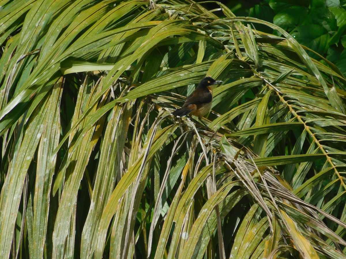 Black-capped Donacobius - ML645403197