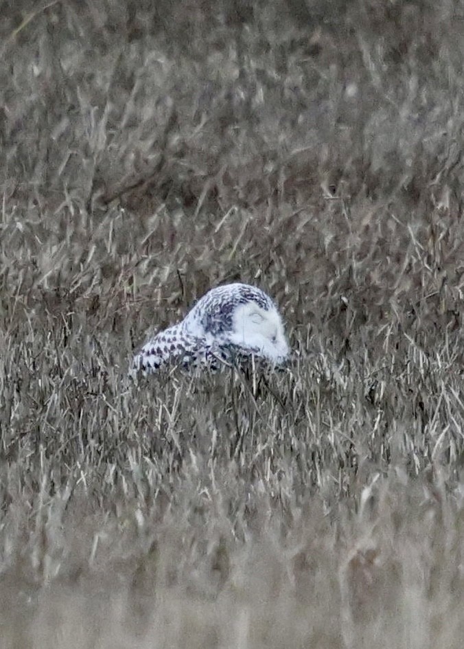 snøugle - ML645403209