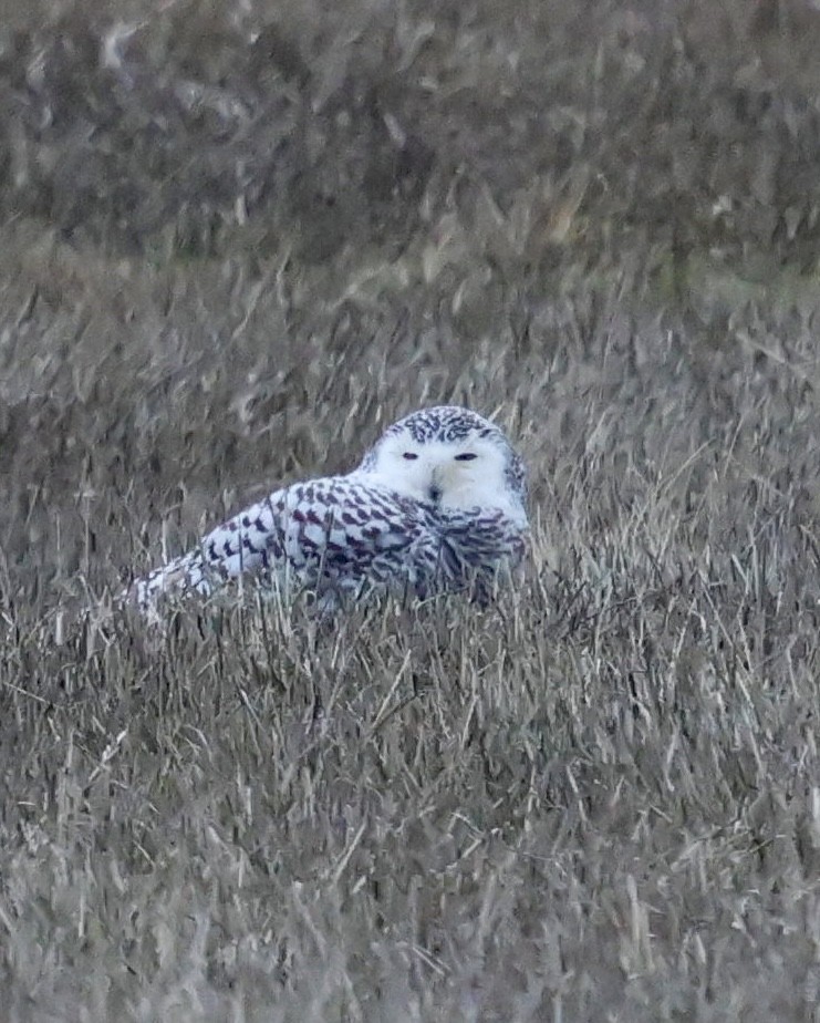 snøugle - ML645403210