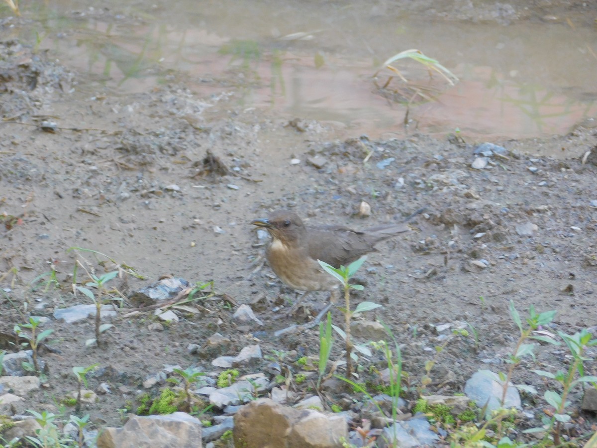 Zorzal Piquinegro - ML645403273