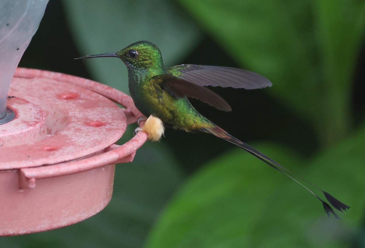 Peruvian Racket-tail - ML645403293