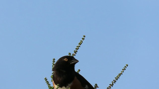 Eastern Towhee - ML645403294