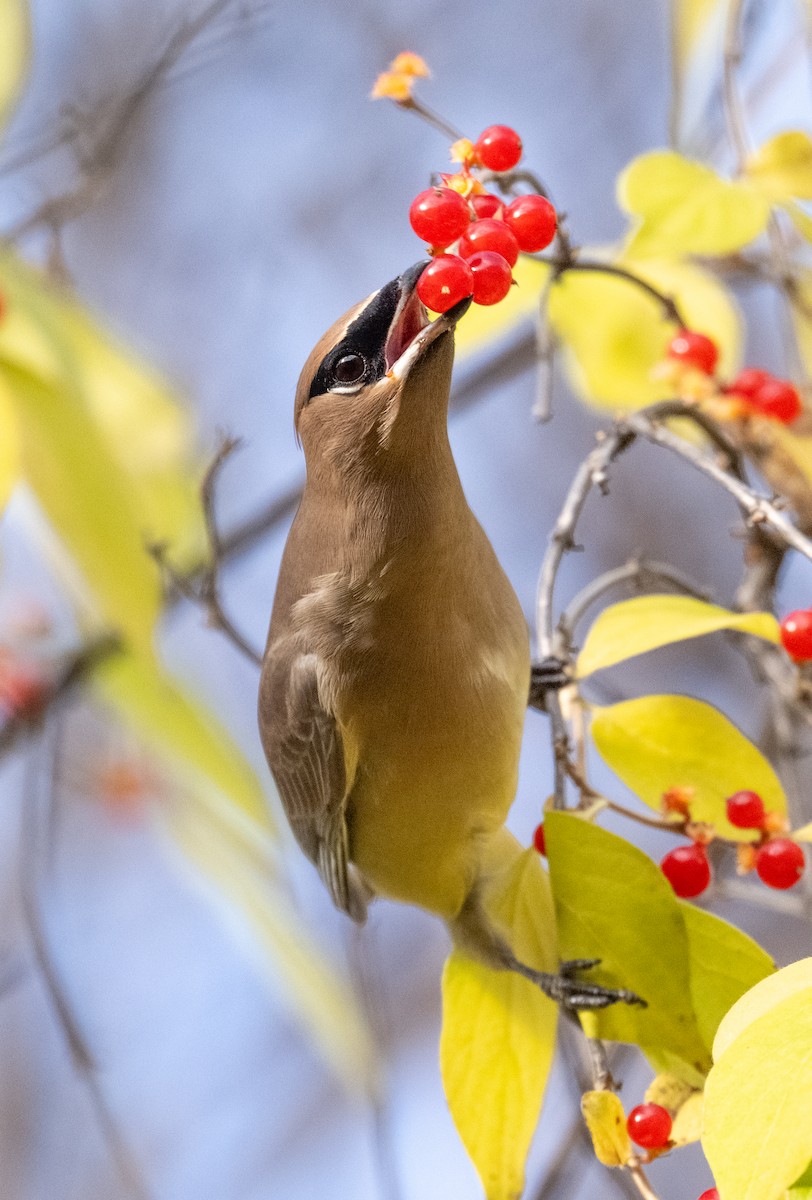 Cedar Waxwing - ML645403323