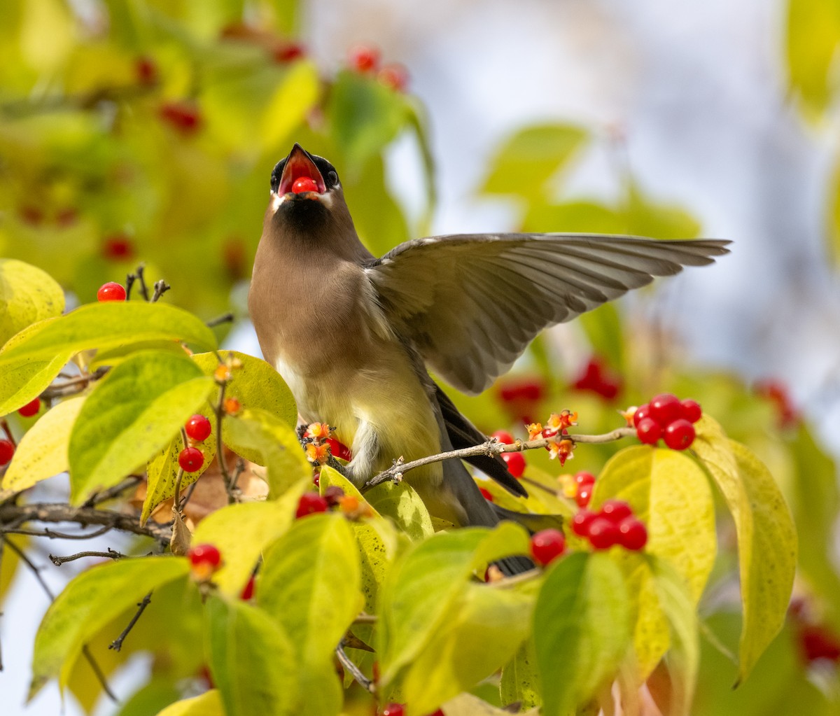 Cedar Waxwing - ML645403325