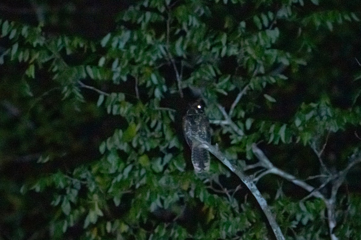 Yucatan Nightjar - ML645403330