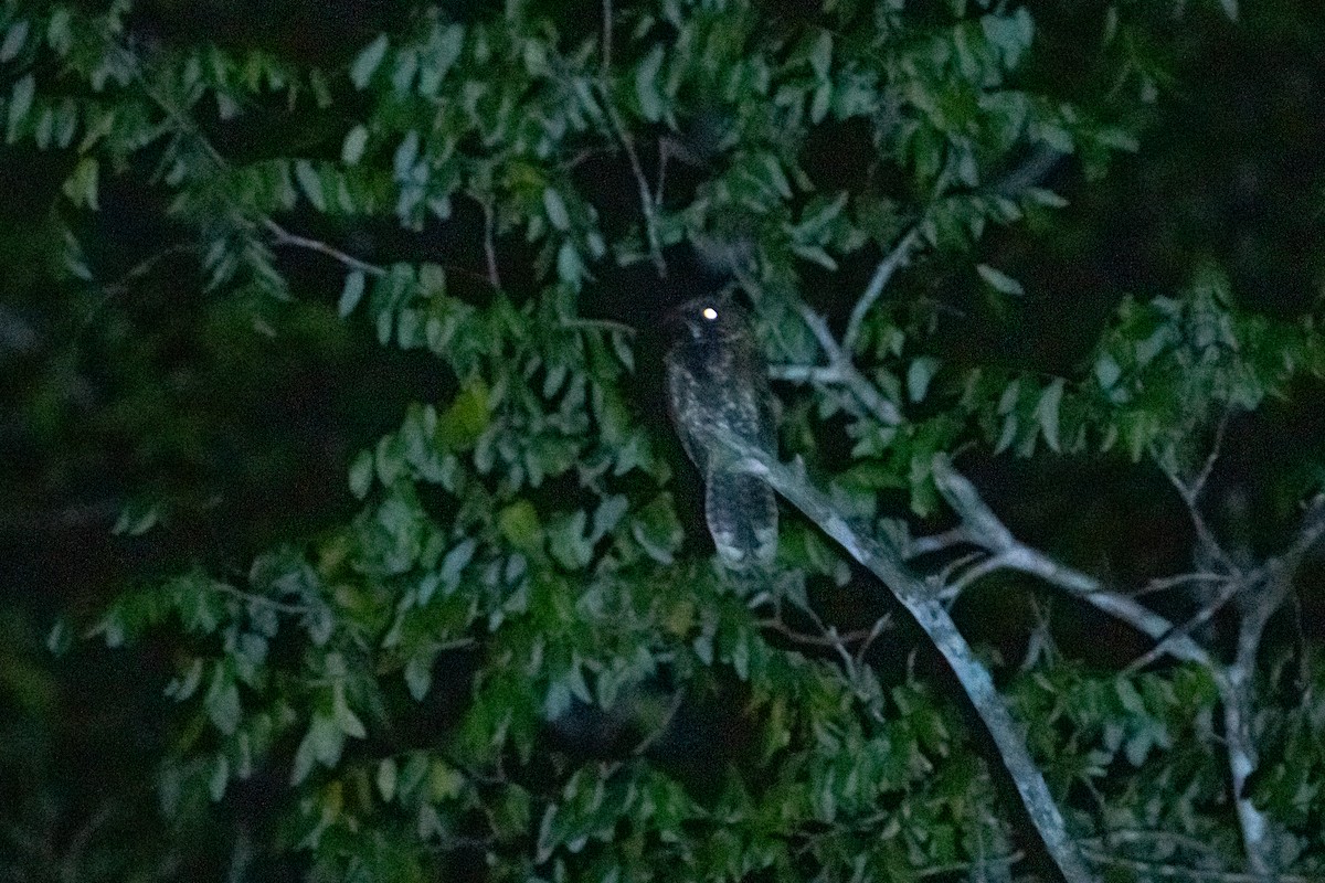 Yucatan Nightjar - ML645403331