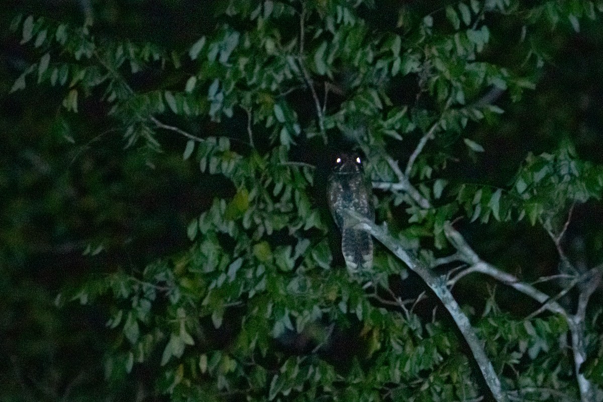 Yucatan Nightjar - ML645403332