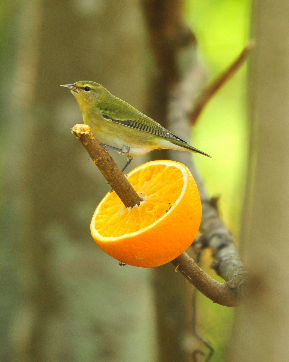 Tennessee Warbler - ML645403342