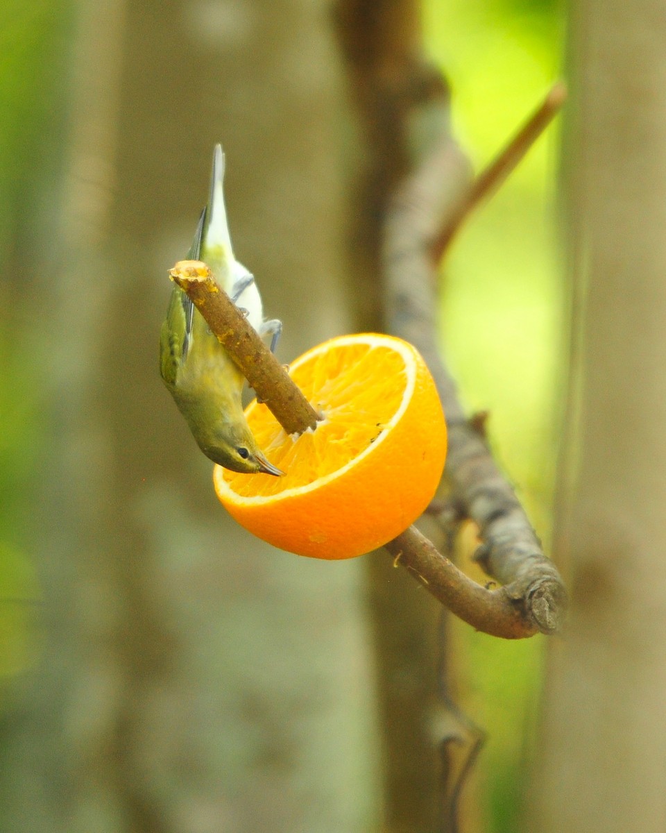 Tennessee Warbler - ML645403343