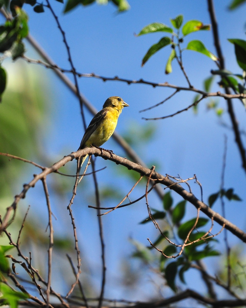 Lesser Goldfinch - ML645403355