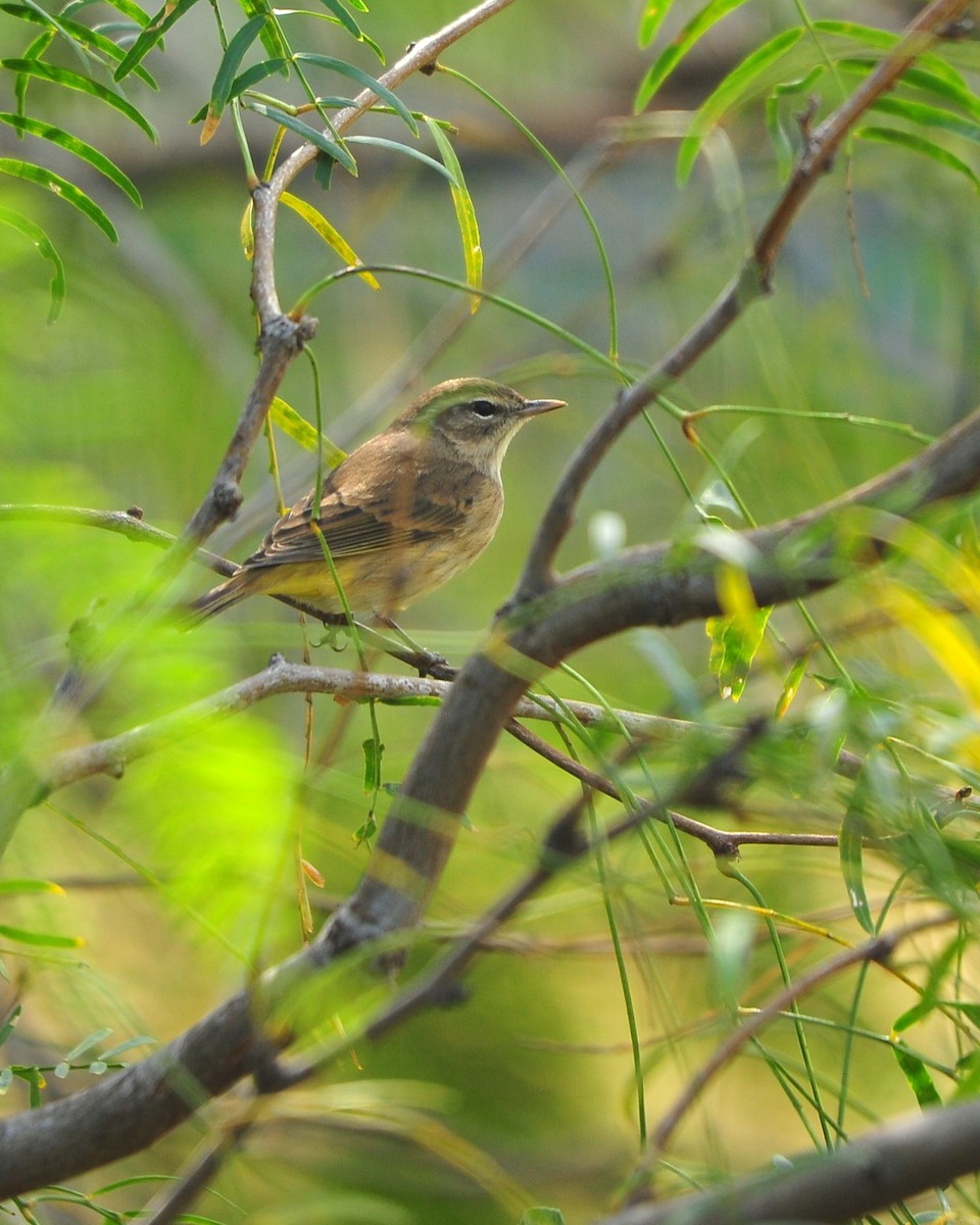 Palm Warbler - ML645403361