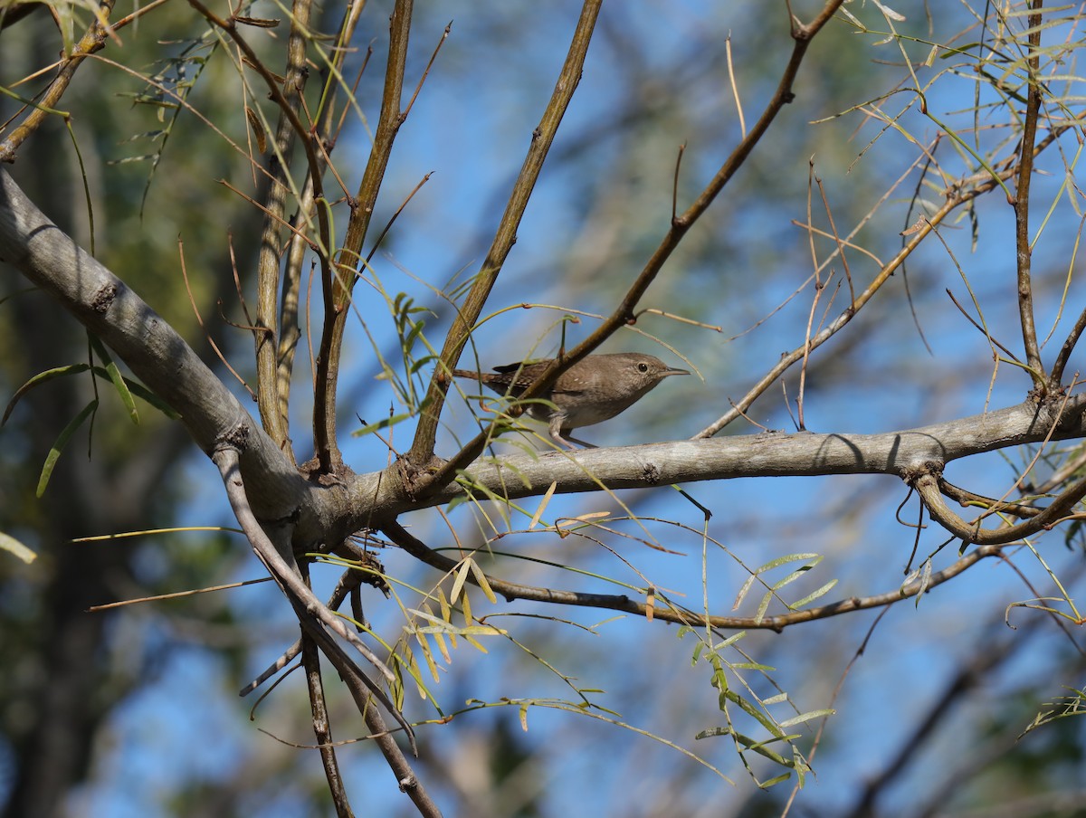 Northern House Wren - ML645403362