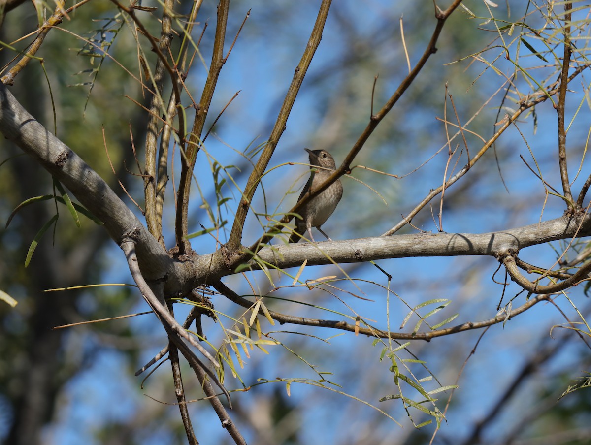 Northern House Wren - ML645403365