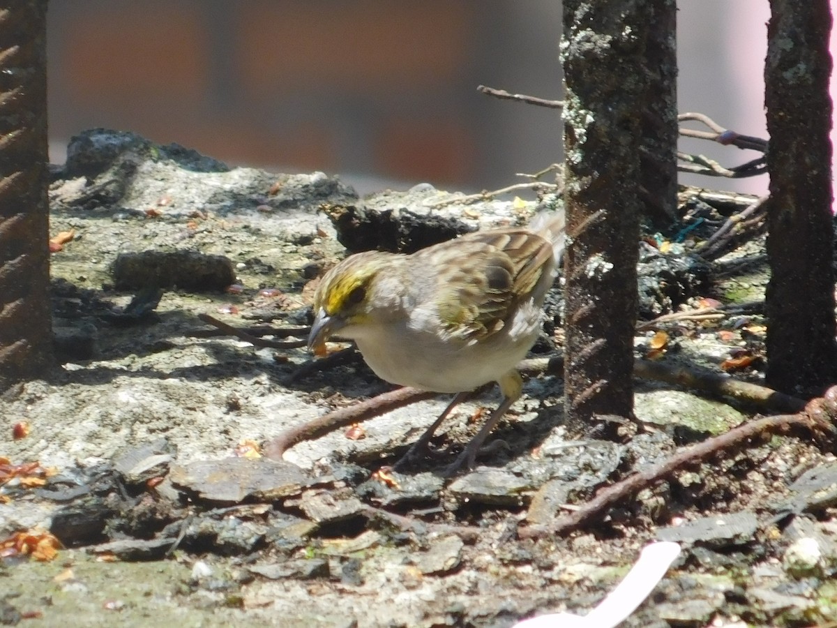 Yellow-browed Sparrow - ML645403366