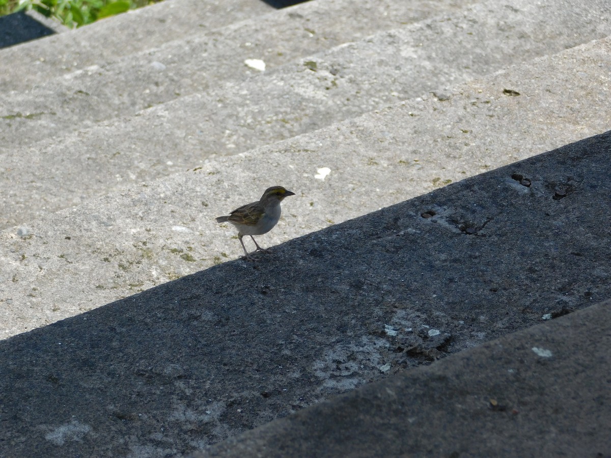 Yellow-browed Sparrow - ML645403367