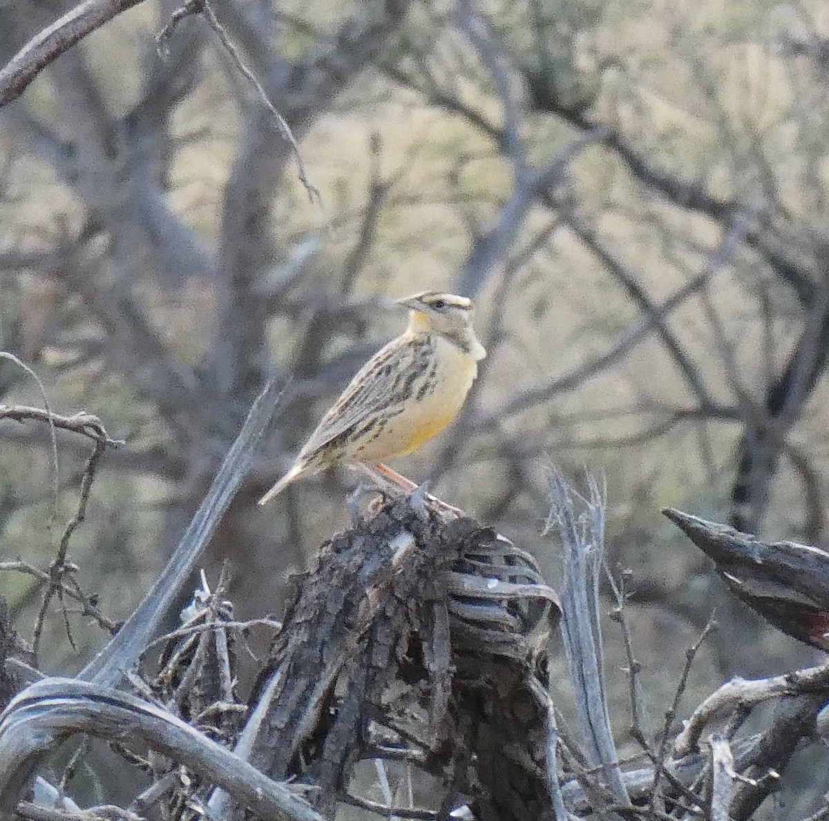 Chihuahuan Meadowlark - ML645403369