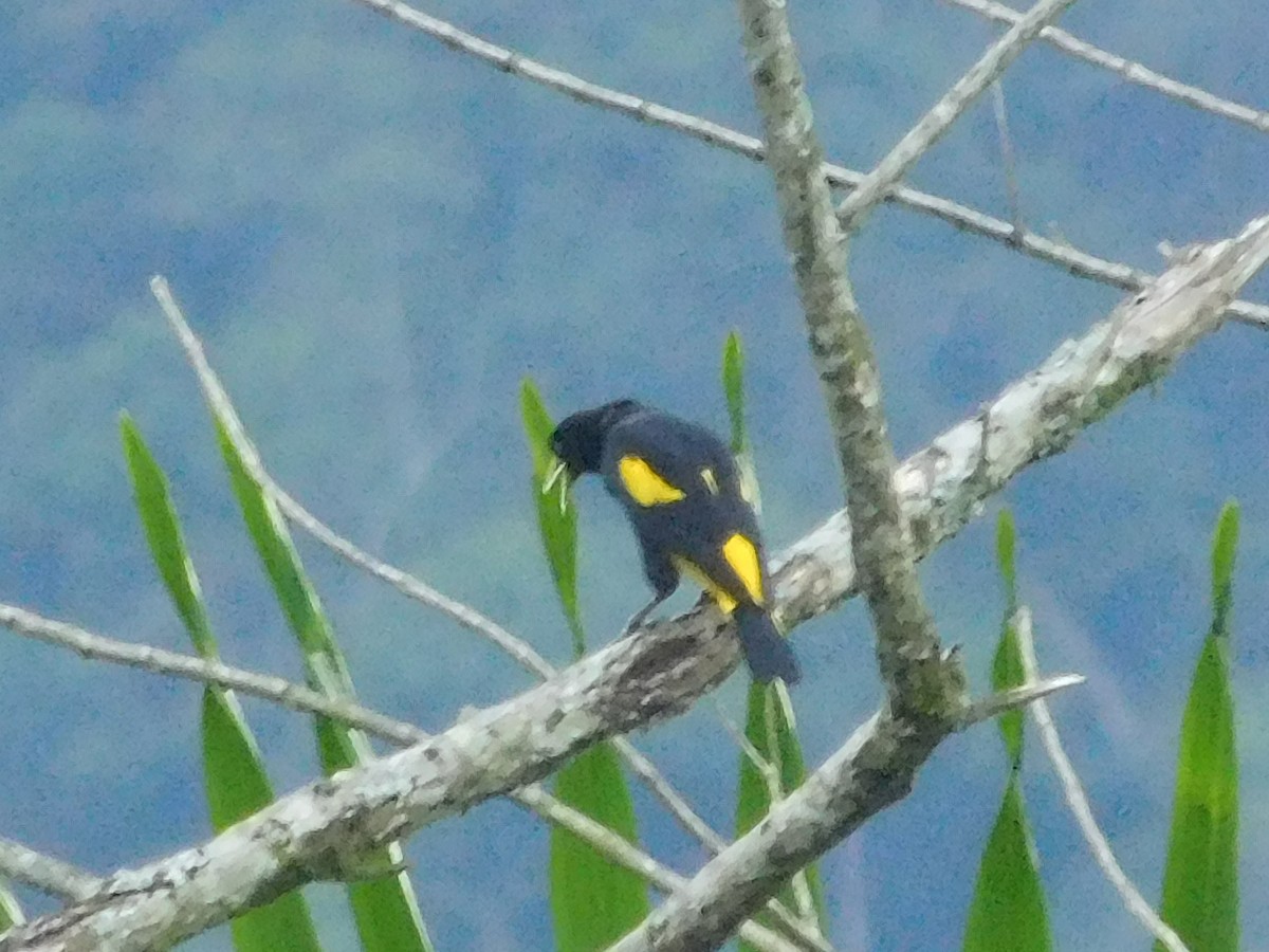 Yellow-rumped Cacique - ML645403372
