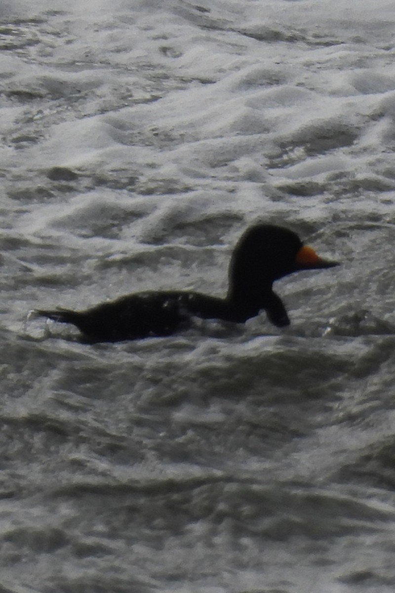 Black Scoter - ML645403373