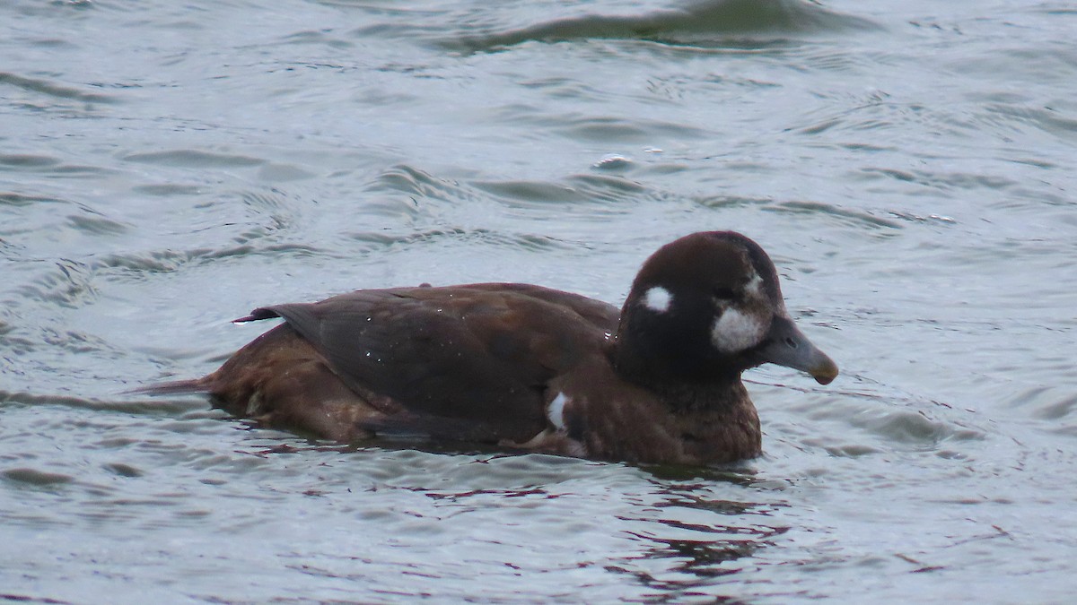 Harlequin Duck - ML645403376
