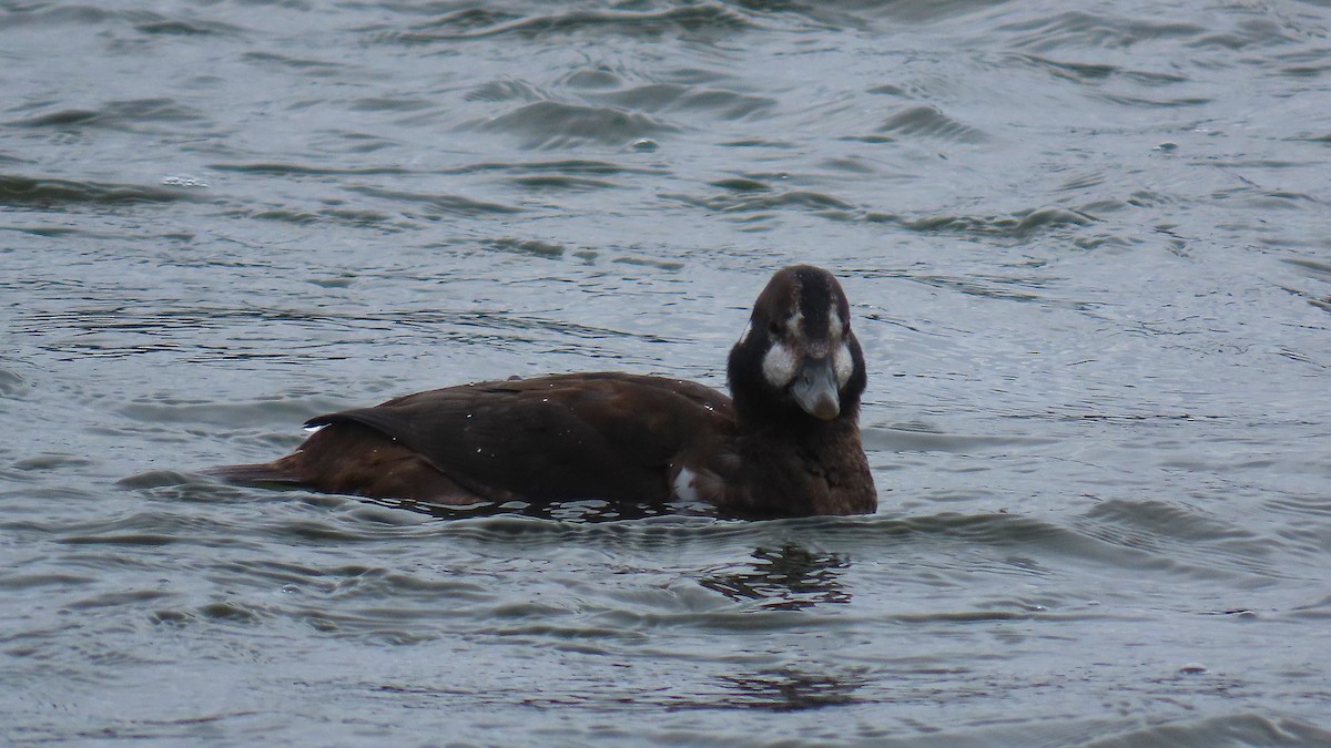 Harlequin Duck - ML645403377