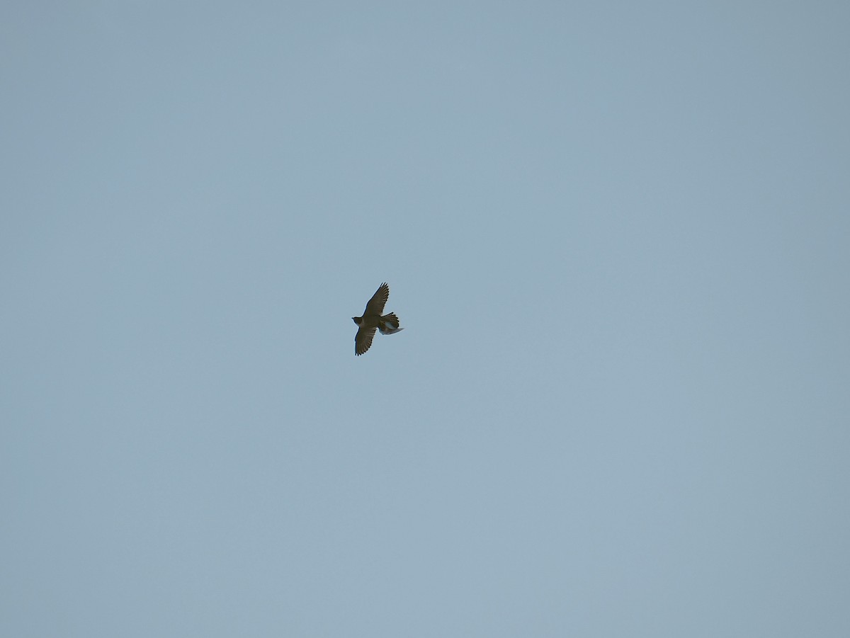 Peregrine Falcon - ML645403379