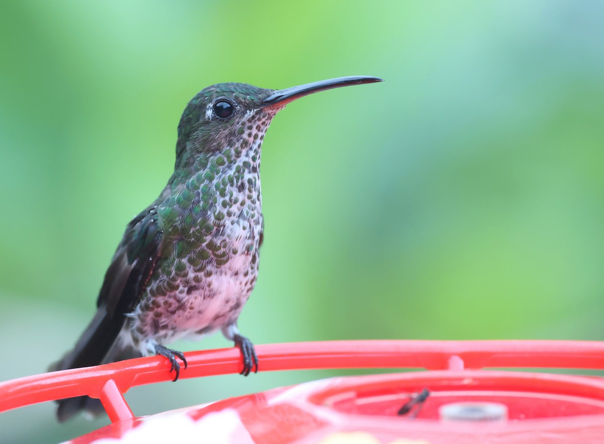 Tropfenkolibri - ML645403391