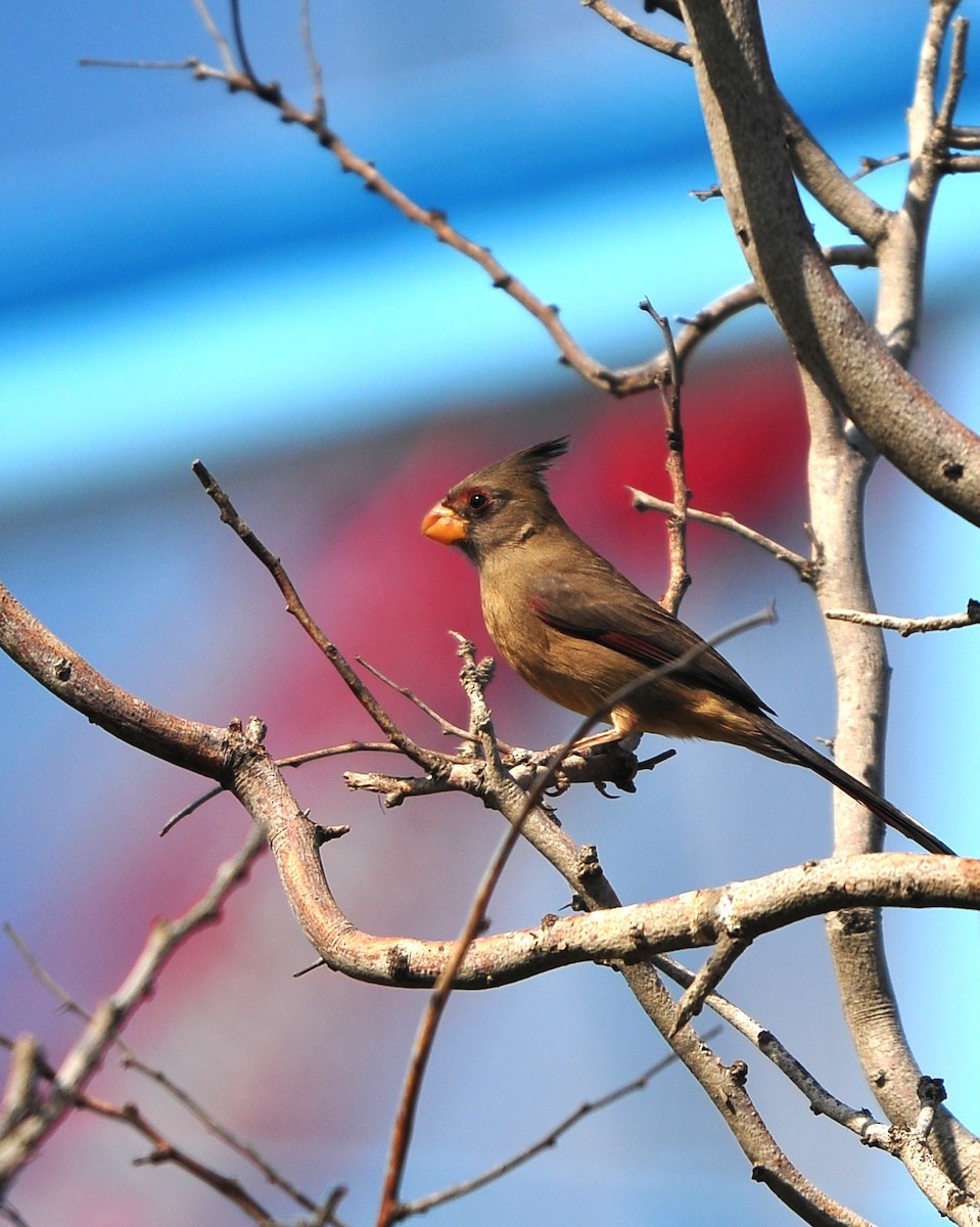 Pyrrhuloxia - ML645403394