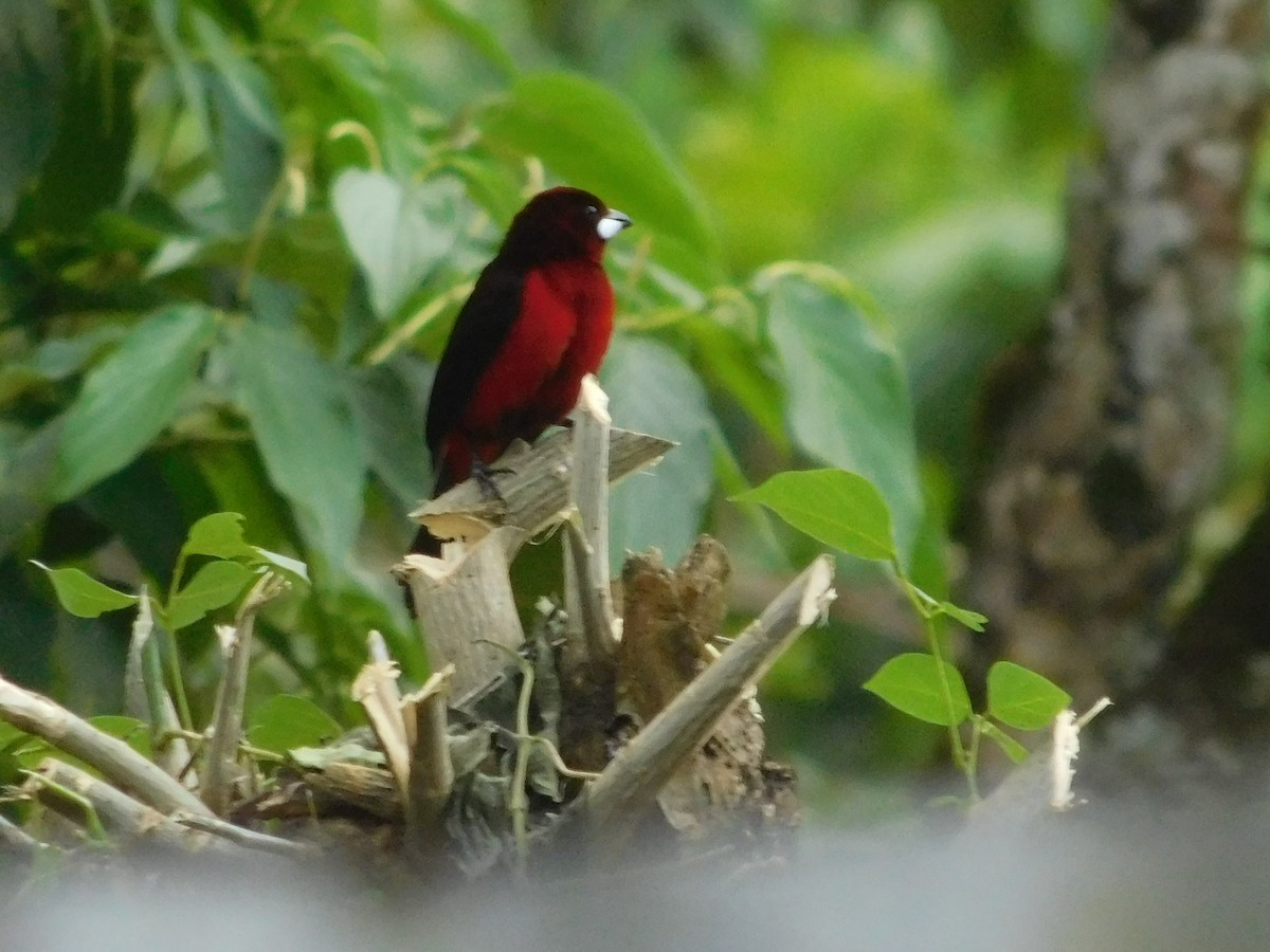 Black-bellied Tanager - ML645403396