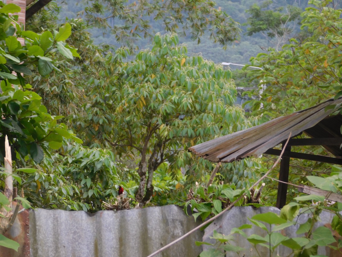 Black-bellied Tanager - ML645403397