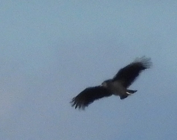 Black Vulture - ML645403405