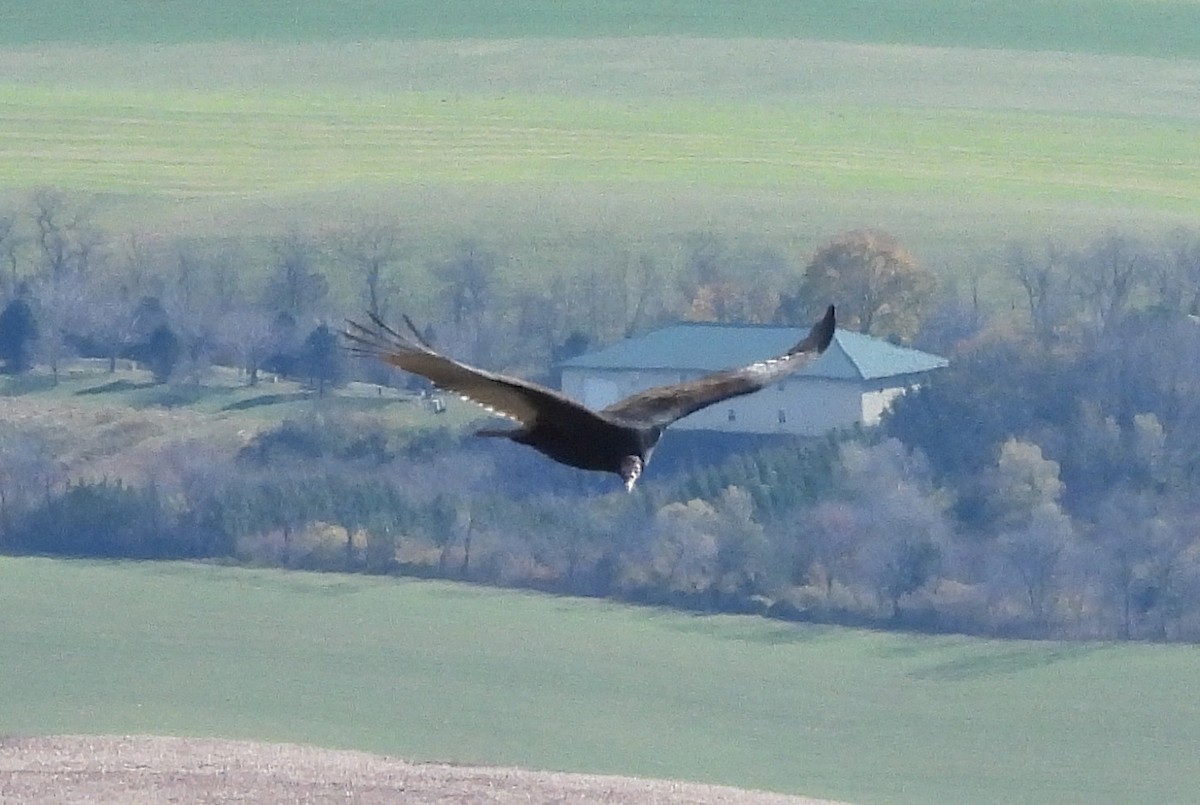 Turkey Vulture - ML645403411