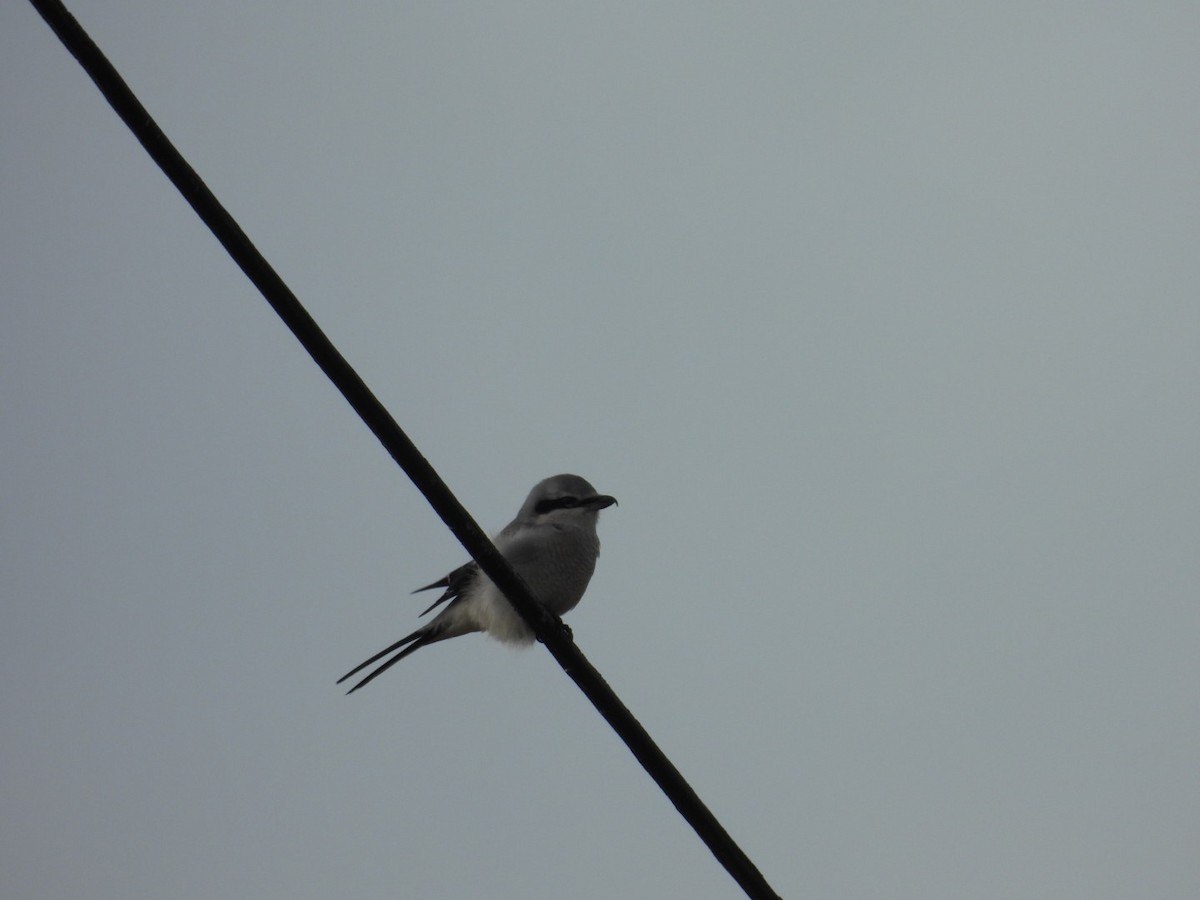 Сорокопуд північний - ML645403433