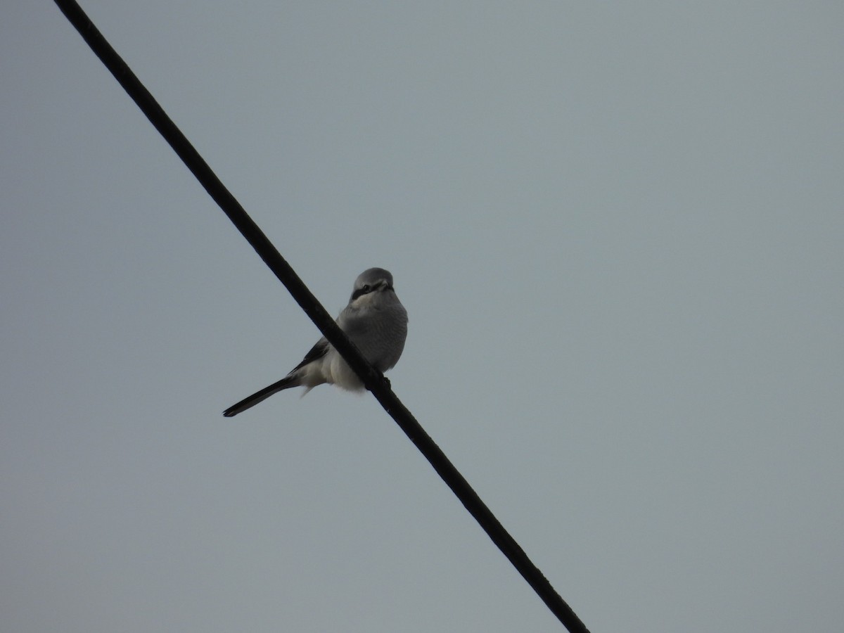 Сорокопуд північний - ML645403434