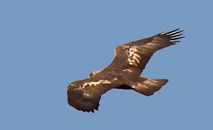 Aquila reale - ML645403438